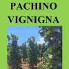 Pachino Vignigna