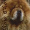 Chow Chow