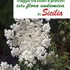 Viaggio Tra Colori E Profumi Della Flora Endemica In Sicilia