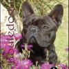 Bouledogue Francese