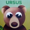 Storie Per Ursus. Ediz. A Colori