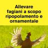 Allevare Fagiani A Scopo Ripopolamento E Ornamentale