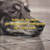 Tutto Ci Che Serve Per Sviluppare L'intelligenza Del Vostro Cane