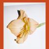 Edible flowers. How, why, and when we eat flowers. Ediz. illustrata