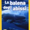 Balene. Livello 4. Ediz. illustrata