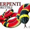 Serpenti e rettili. Ediz. illustrata