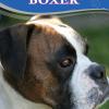 Boxer