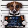 Non Sono Stato Io. Foto-cartoline Per Cani