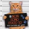 Non sono stato io. Foto-cartoline per gatti