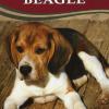 Guida alla cura e al benessere del tuo beagle