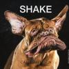 Shake. Ediz. Illustrata